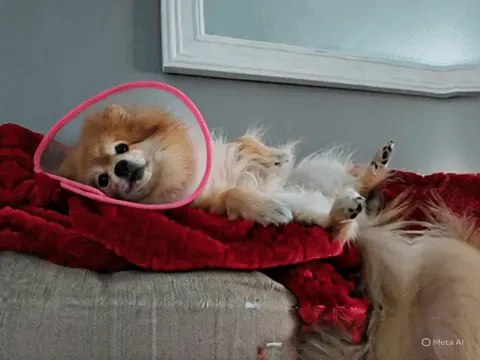 Ảnh GIF chú chó đang nằm ngửa trên ghế sofa