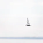 Ảnh một con chim nhạn bay trong nền mờ, thể hiện kỹ thuật chụp high-key