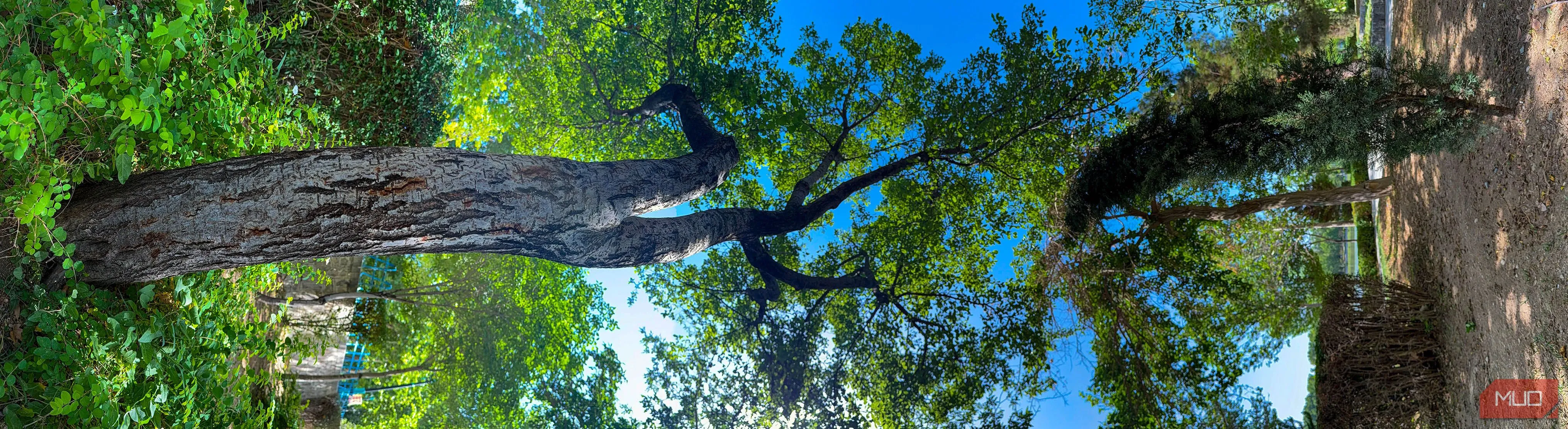Ảnh panorama dọc của cây trong công viên được xoay ngang 90 độ, tạo hiệu ứng nghệ thuật độc đáo