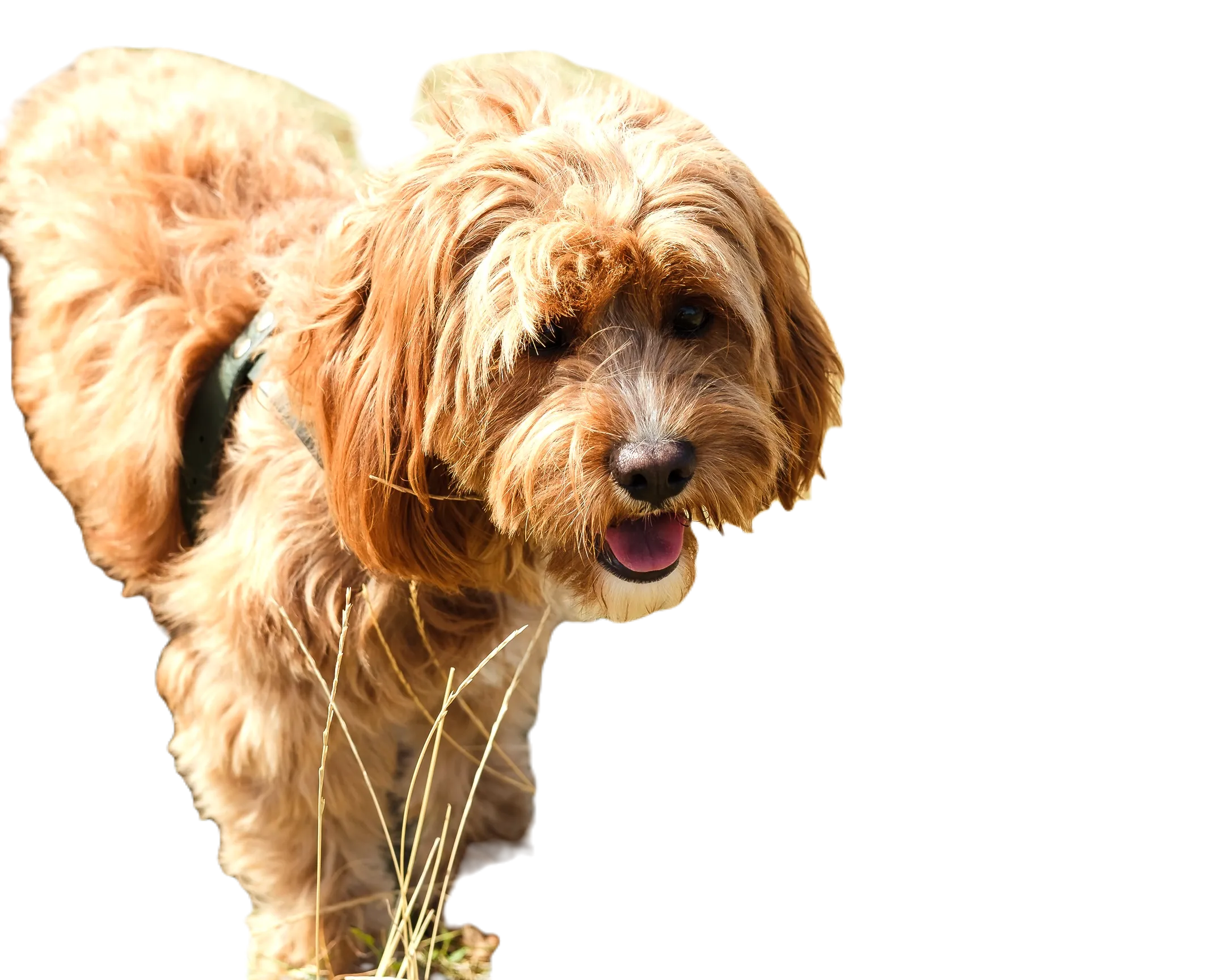 Pixlr AI xóa nền ảnh chó với nhiều chi tiết nền còn sót lại sát vật thể