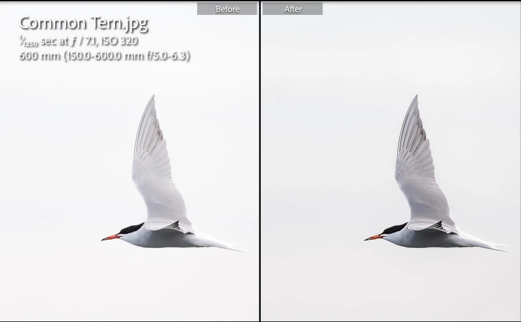 So sánh ảnh chim trước và sau khi chỉnh sửa bằng Lightroom theo hướng dẫn của ChatGPT, cho thấy sự thay đổi về độ sắc nét