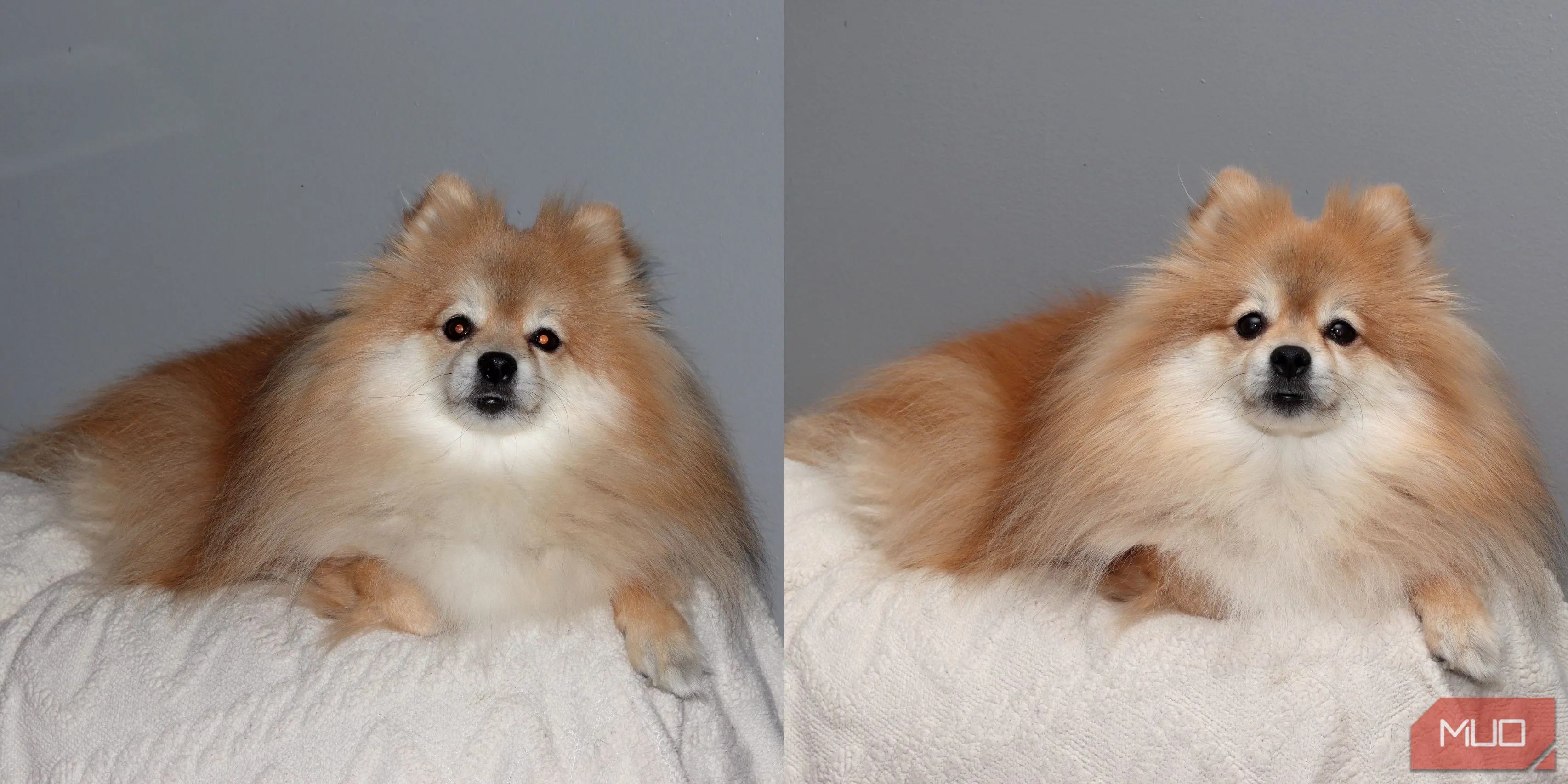 So sánh ảnh chó Pomeranian: Bên trái chụp với đèn flash tích hợp (bóng đổ gắt, mắt đỏ), bên phải với Godox VING (ánh sáng đều, không mắt đỏ).