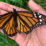 Trẻ em nhẹ nhàng giữ bướm Monarch với cánh bị rách, minh họa tinh thần tài liệu hóa