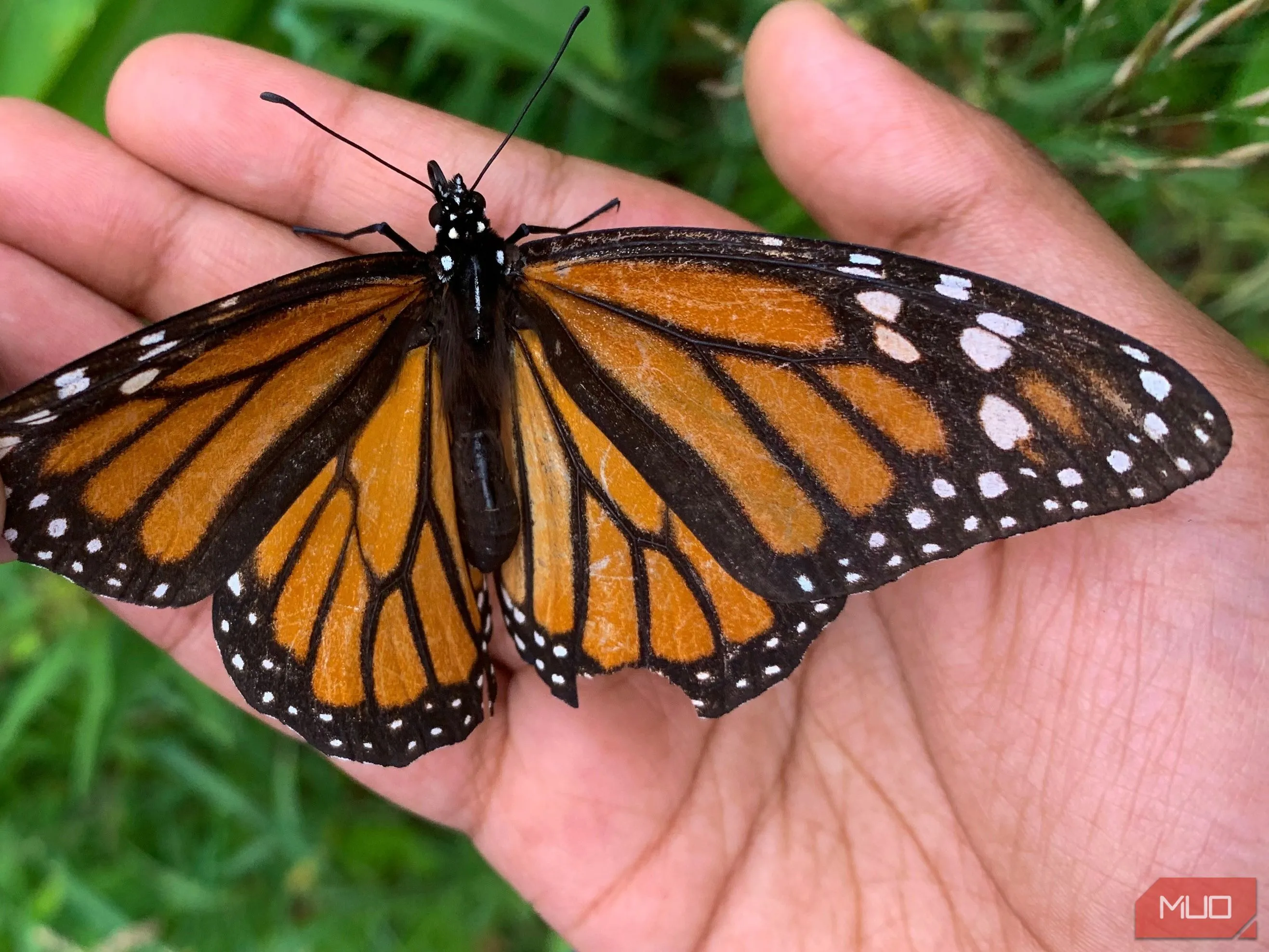 Trẻ em nhẹ nhàng giữ bướm Monarch với cánh bị rách, minh họa tinh thần tài liệu hóa