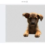 Xóa vật thể không mong muốn khỏi ảnh bằng công cụ AI Magic Eraser của Canva